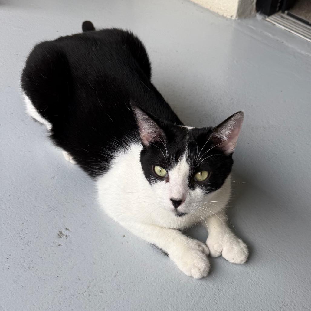 Enlarge Mitts, a Adoptable Domestic Short Hair in Sarasota, FL image 1/5