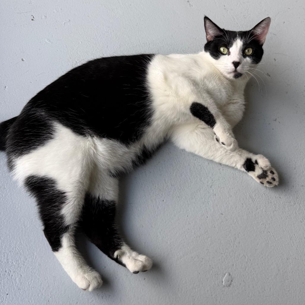 Enlarge Mitts, a Adoptable Domestic Short Hair in Sarasota, FL image 2/5