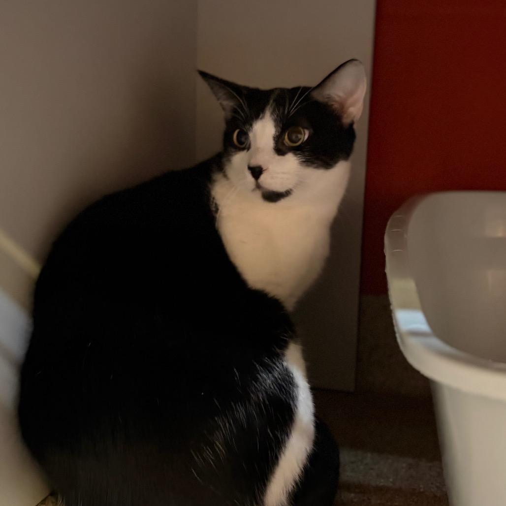 Enlarge Mitts, a Adoptable Domestic Short Hair in Sarasota, FL image 3/5