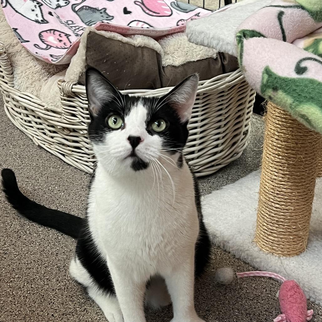 Enlarge Mitts, a Adoptable Domestic Short Hair in Sarasota, FL image 4/5