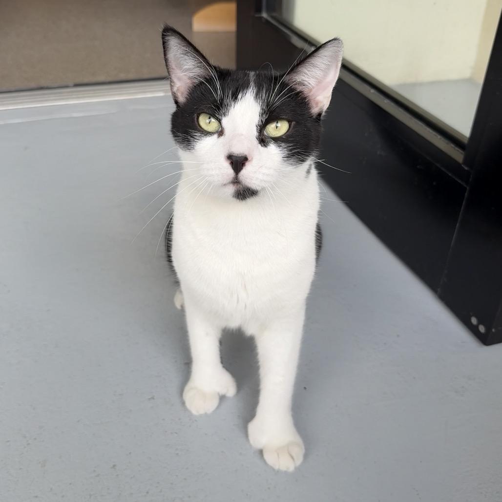 Enlarge Mitts, a Adoptable Domestic Short Hair in Sarasota, FL image 5/5