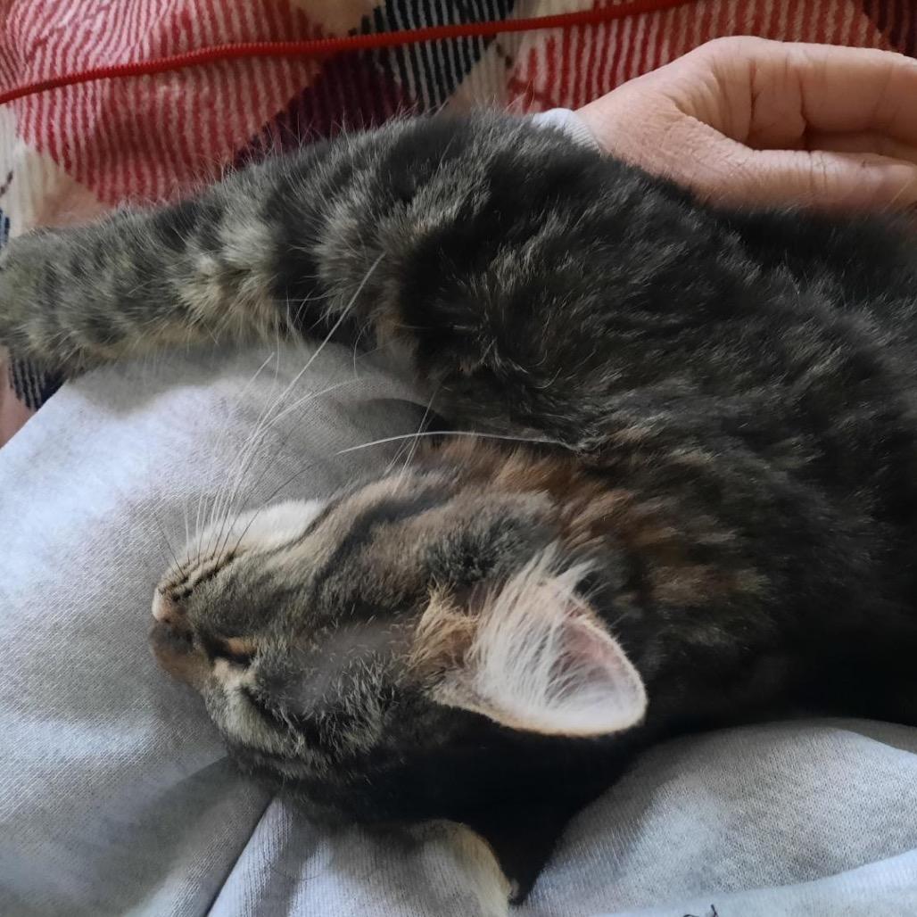 Allie — thumbnail 3