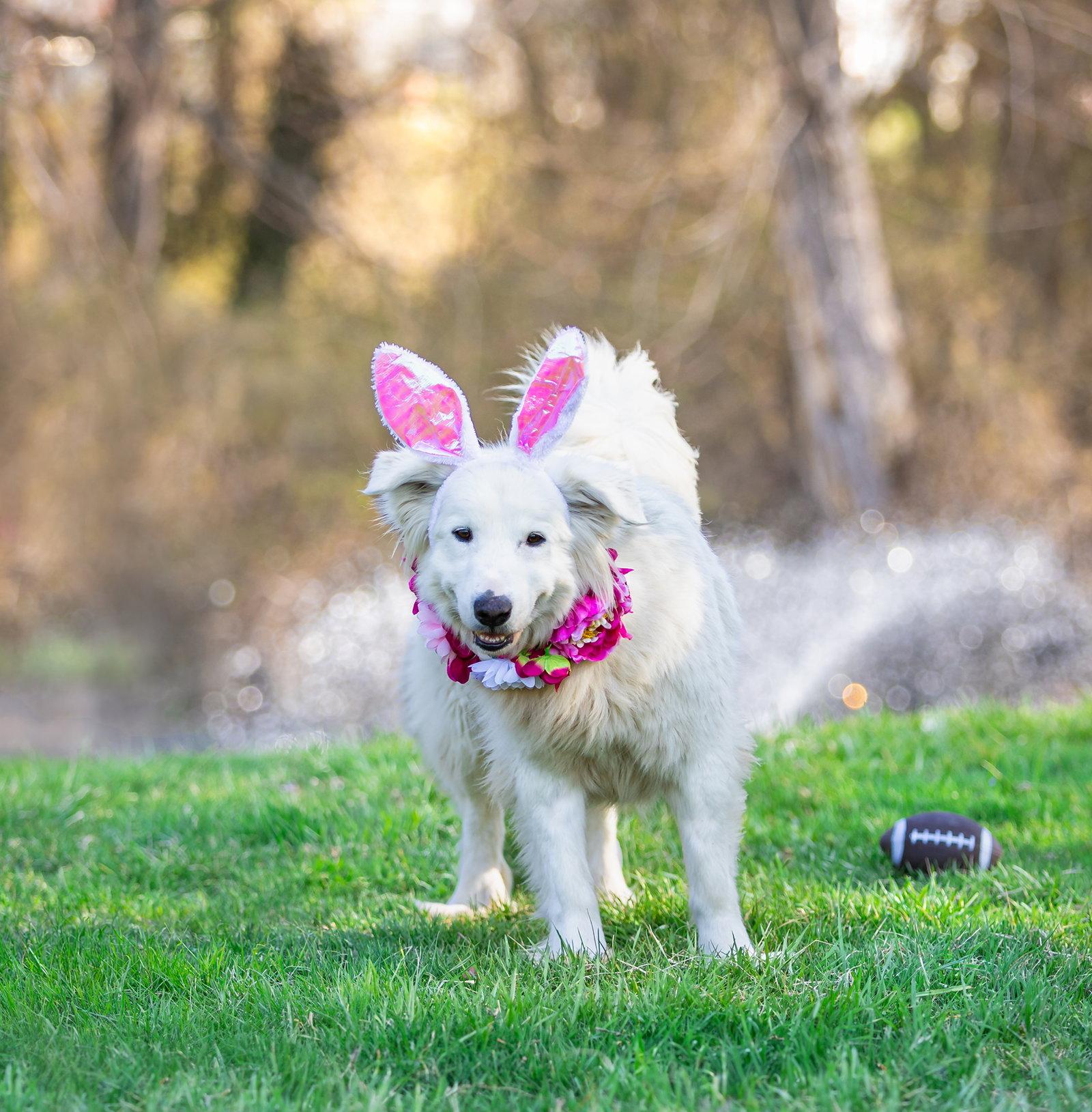 Enlarge Cinder, a Adoptable Great Pyrenees in Coatesville, PA image 1/3