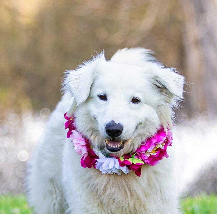 Enlarge Cinder, a Adoptable Great Pyrenees in Coatesville, PA image 2/3