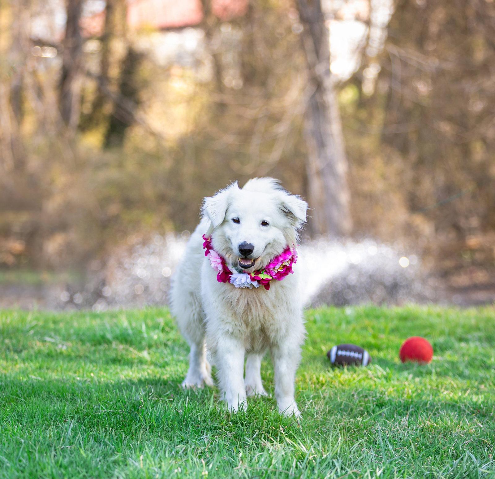 Enlarge Cinder, a Adoptable Great Pyrenees in Coatesville, PA image 3/3