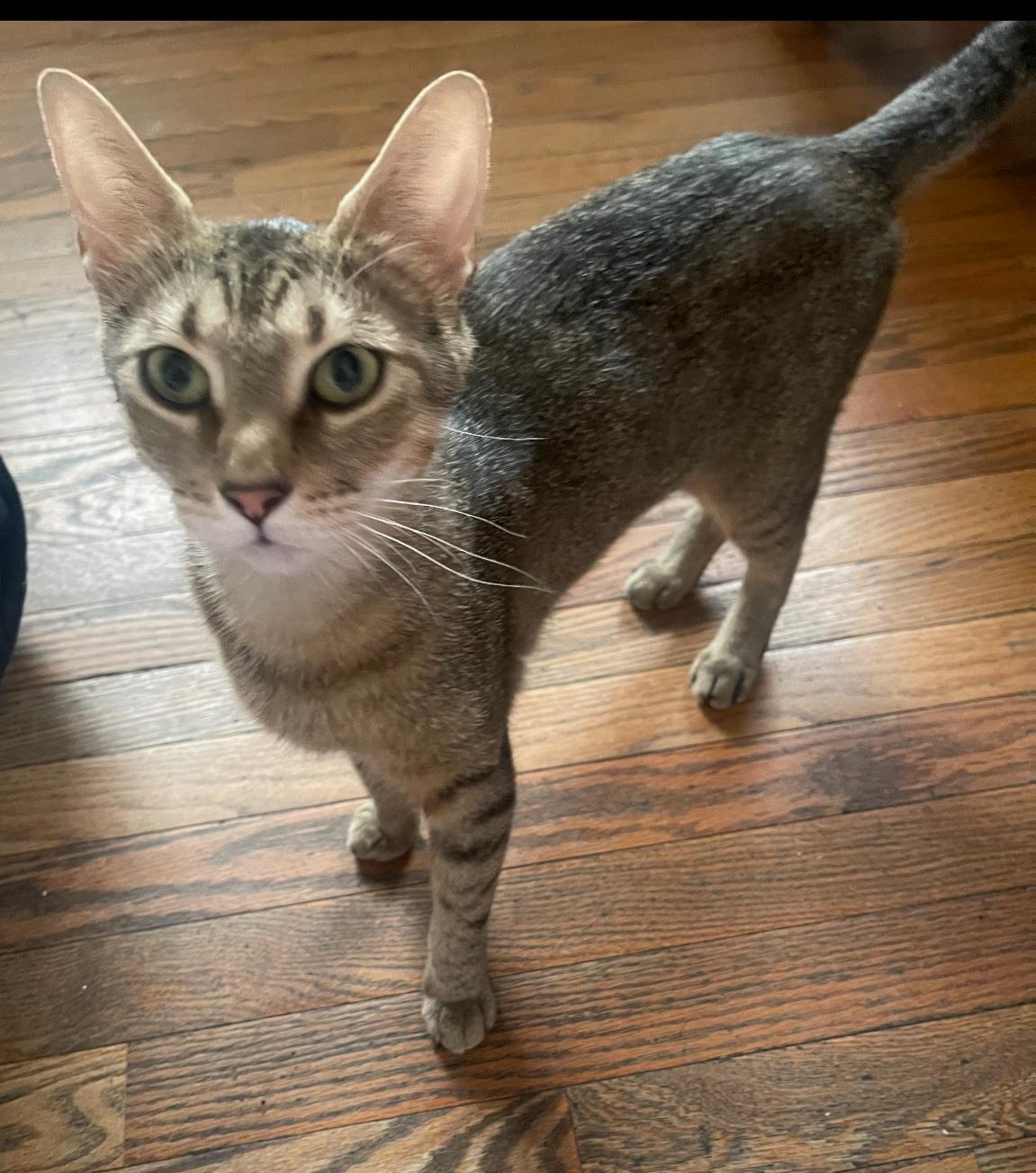 Yams ( super friendly & sweet)