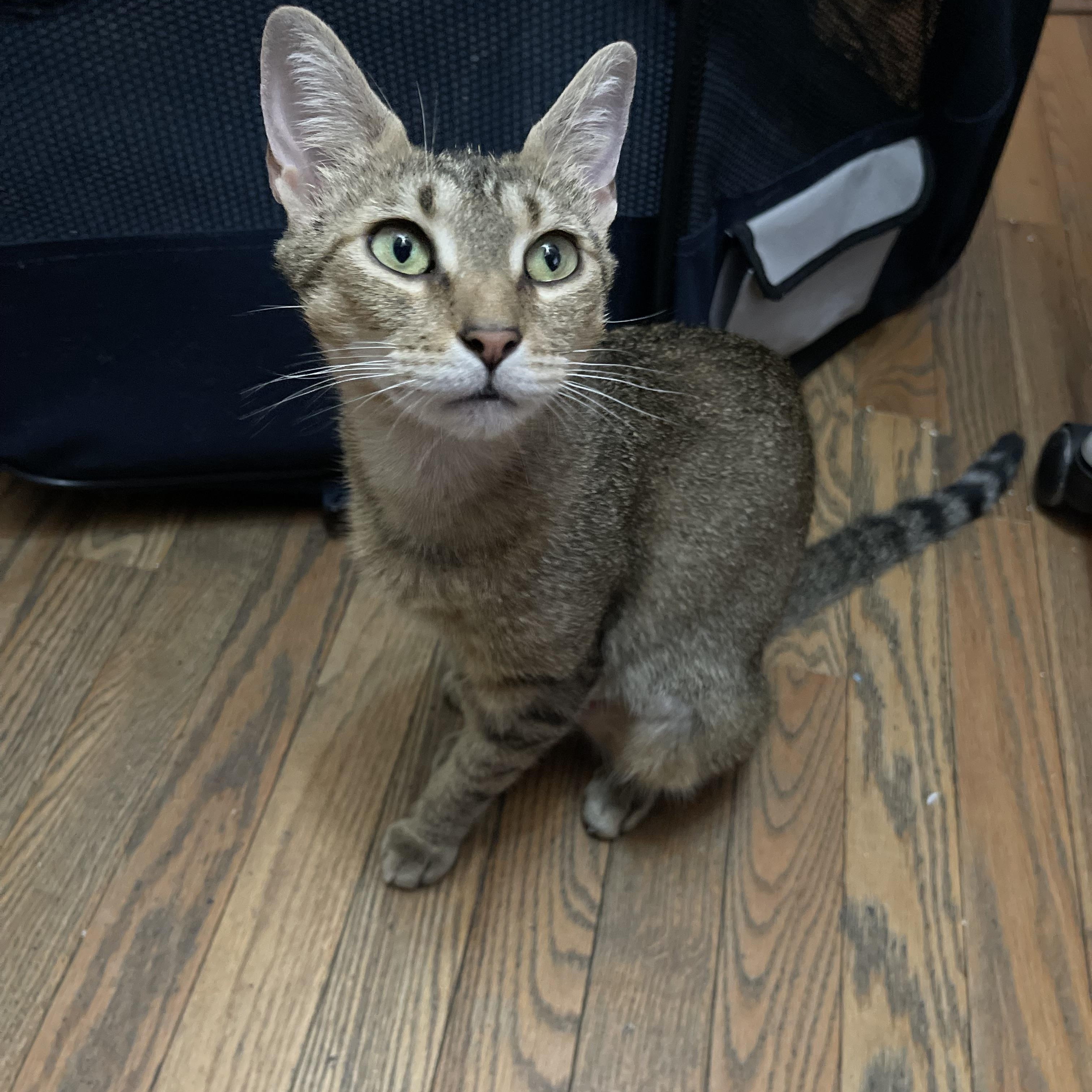 Yams ( super friendly & sweet)