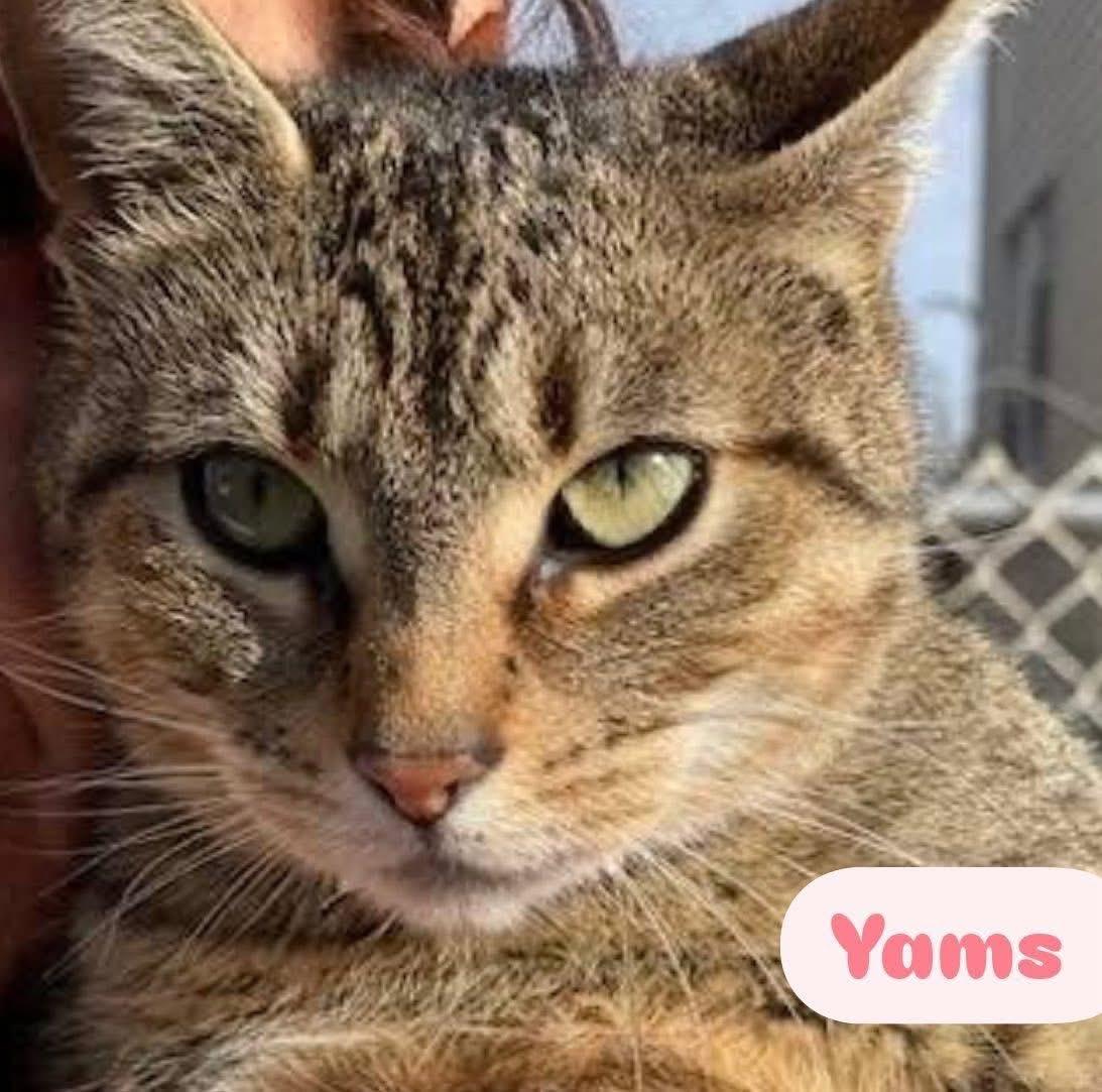 Yams ( super friendly & sweet)