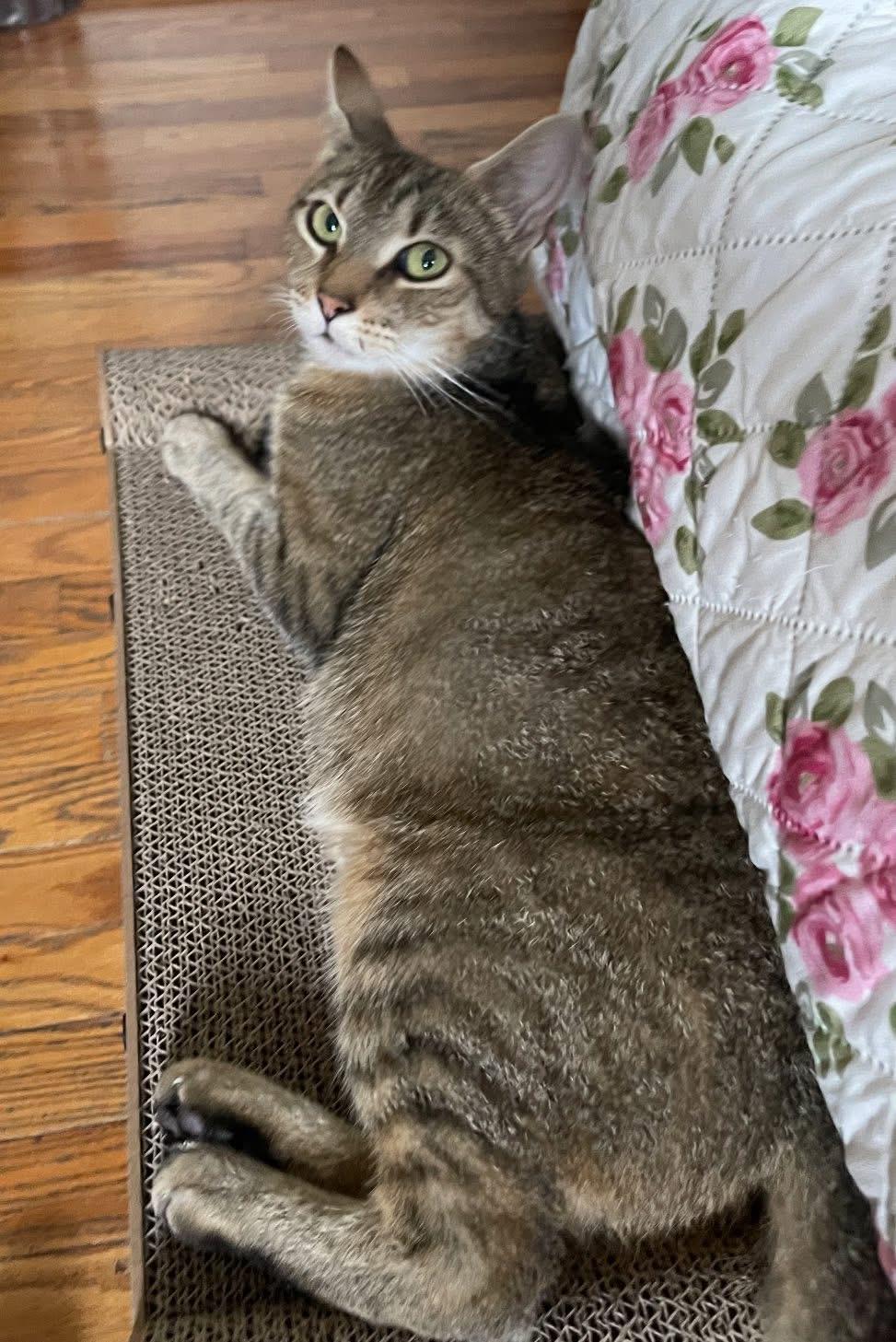 Yams ( super friendly & sweet)