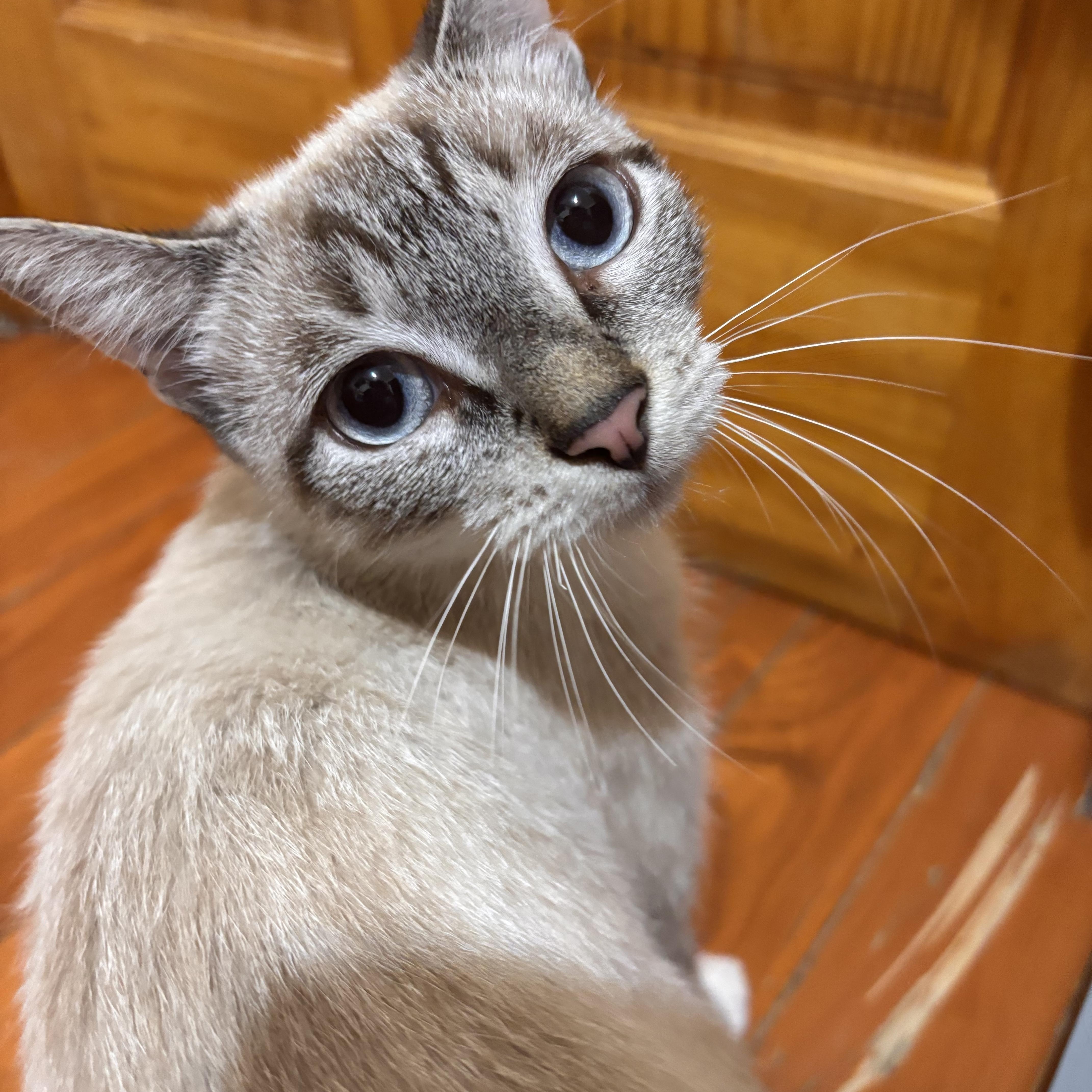 Enlarge Serenity, an adopted Siamese in Brooklyn, NY image 2/2