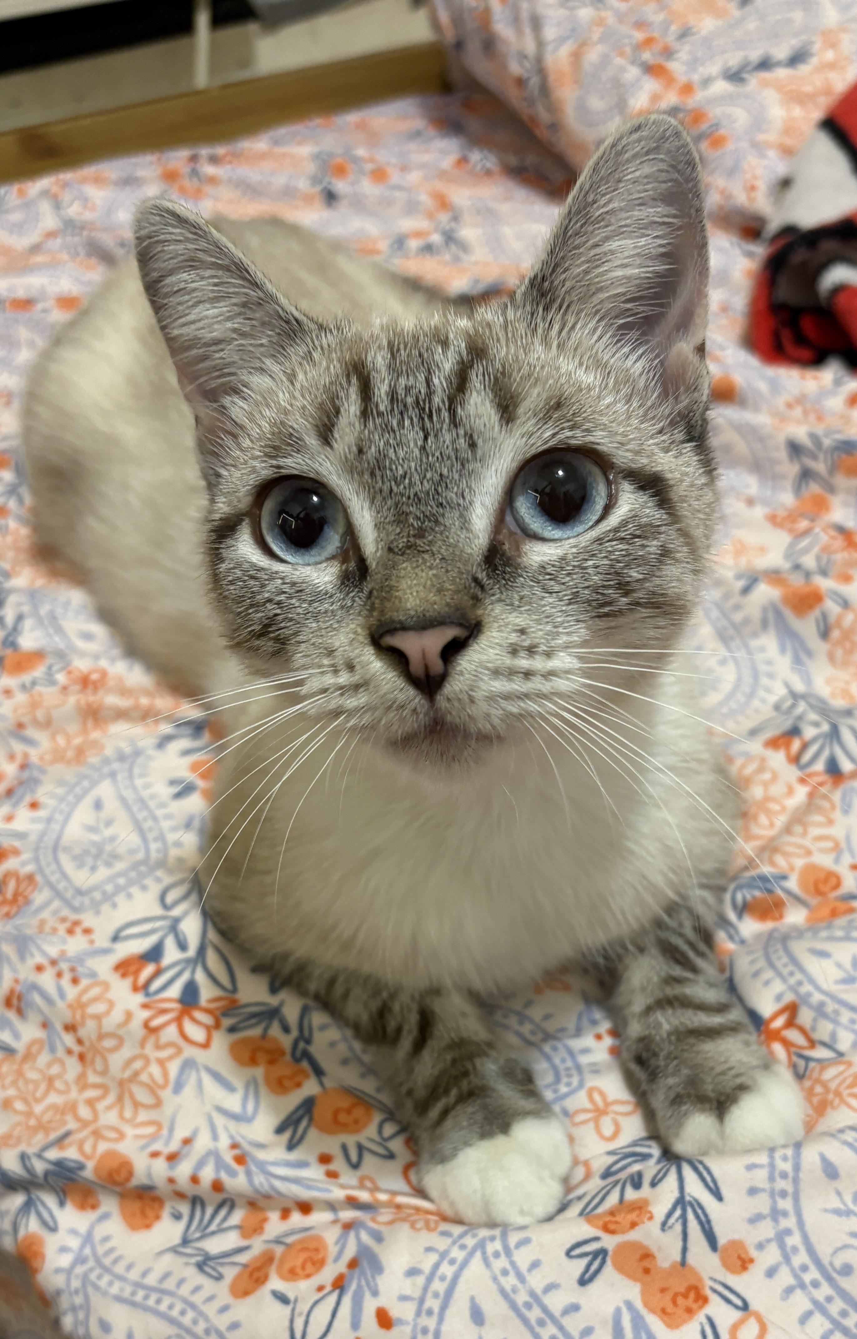 Enlarge Serenity, an adopted Siamese in Brooklyn, NY image 1/2