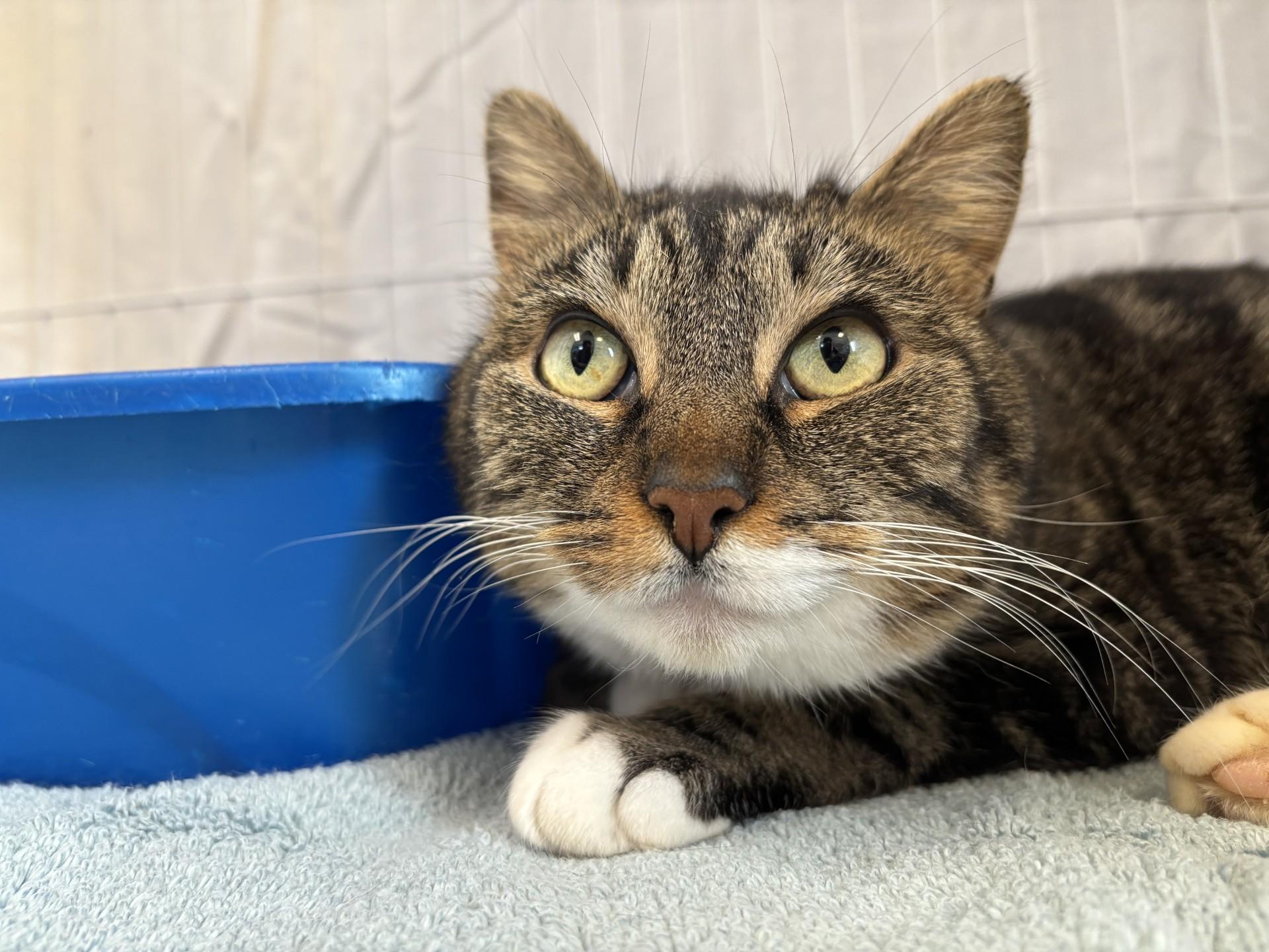 Nevaeh, ADOPTABLE, Adult Female Domestic Short Hair.