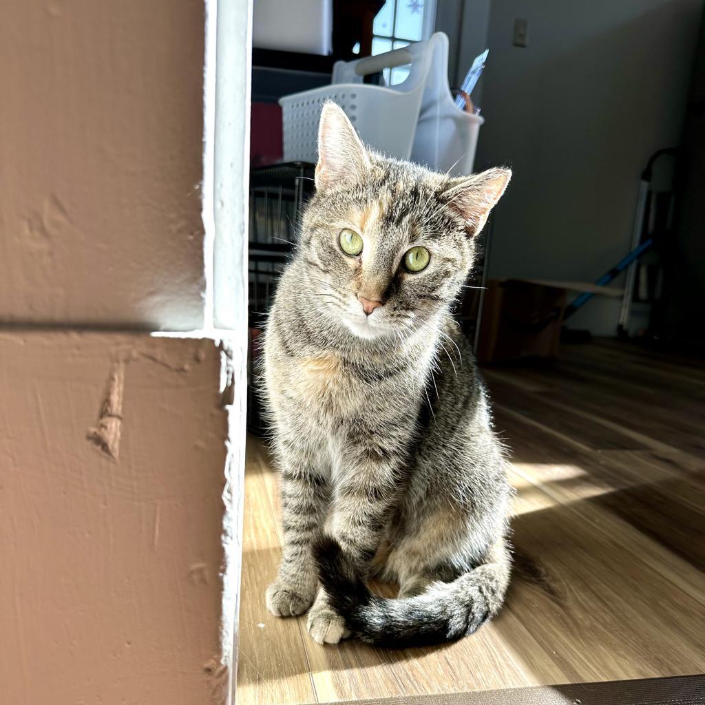 Enlarge Zoey, a Adoptable Domestic Short Hair in Gibsonia, PA image 1/6