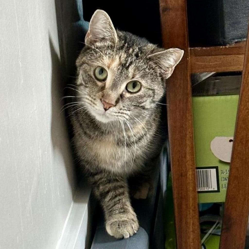 Enlarge Zoey, a Adoptable Domestic Short Hair in Gibsonia, PA image 2/6