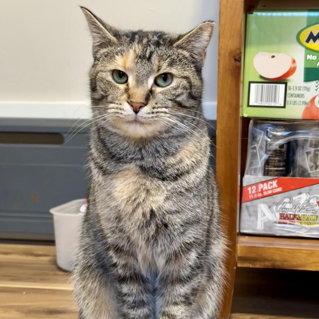 Enlarge Zoey, a Adoptable Domestic Short Hair in Gibsonia, PA image 3/6