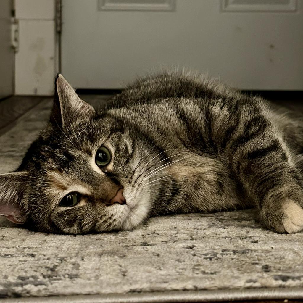 Enlarge Zoey, a Adoptable Domestic Short Hair in Gibsonia, PA image 4/6