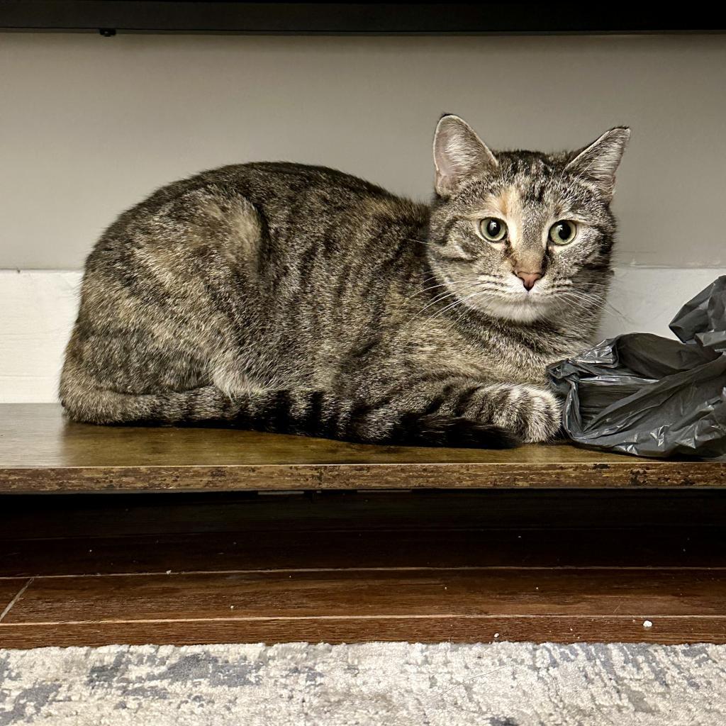 Enlarge Zoey, a Adoptable Domestic Short Hair in Gibsonia, PA image 5/6