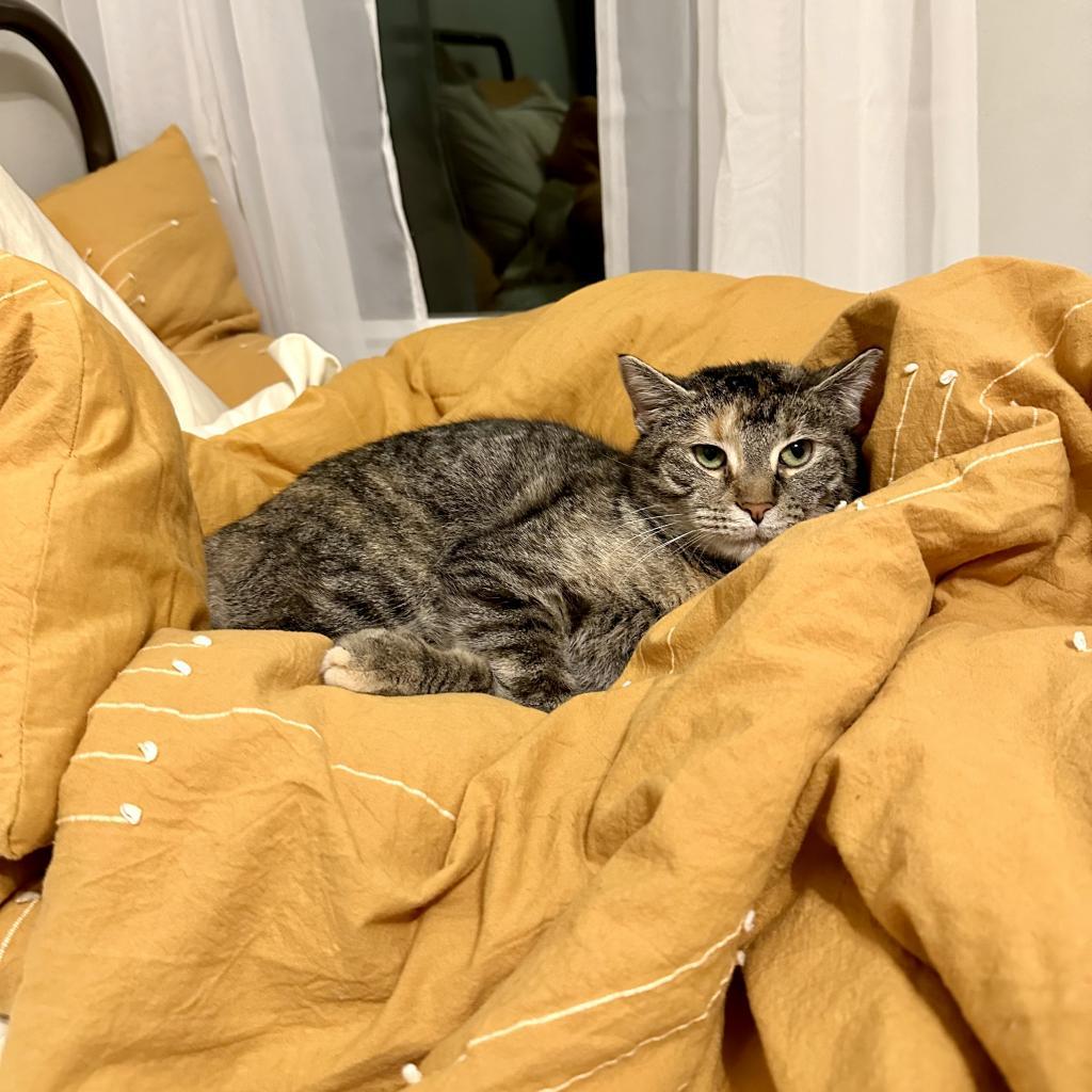 Enlarge Zoey, a Adoptable Domestic Short Hair in Gibsonia, PA image 6/6