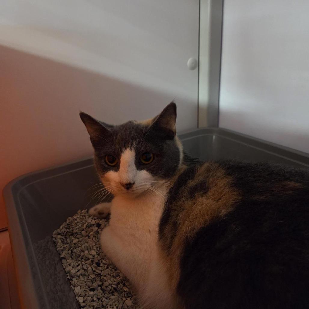 Callie, Adoptable, Adult Female Domestic Short Hair.