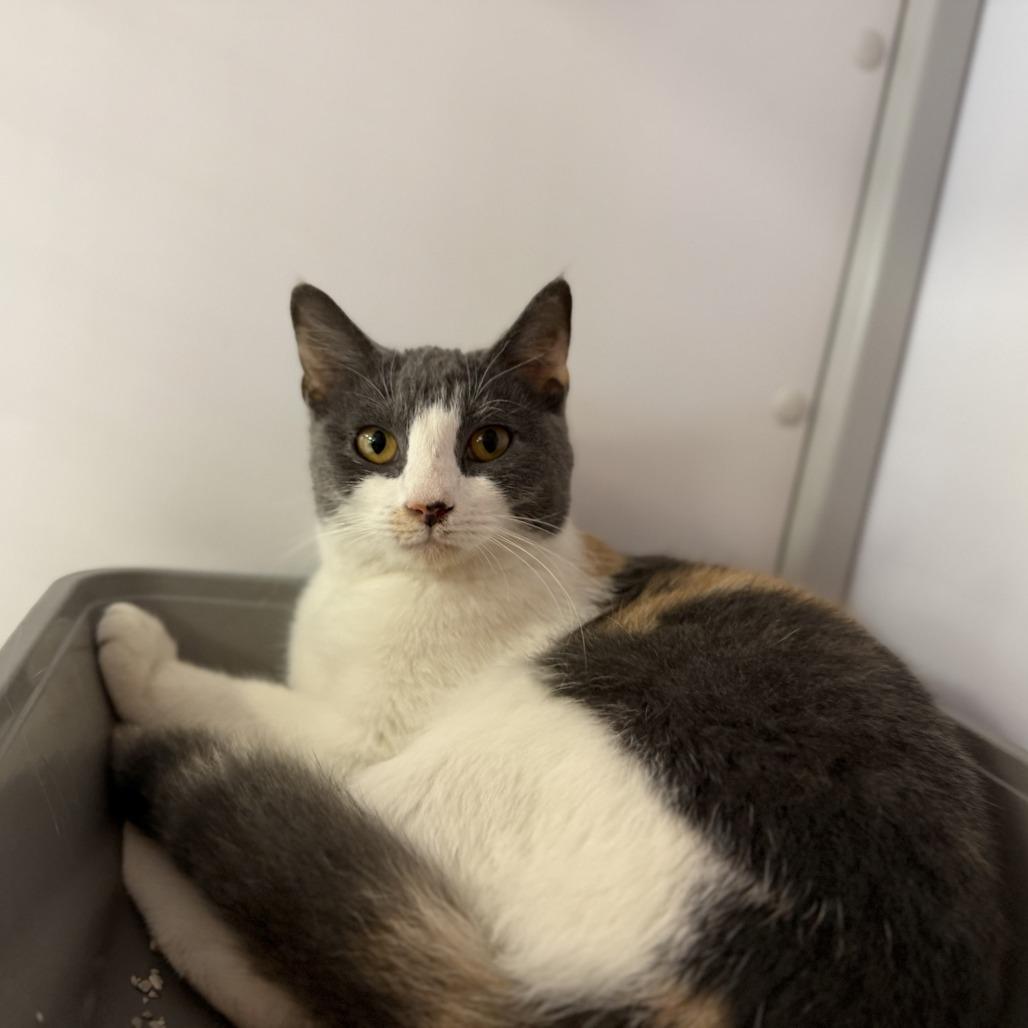 Enlarge Callie, a Adoptable Domestic Short Hair in Houston, TX image 2/4