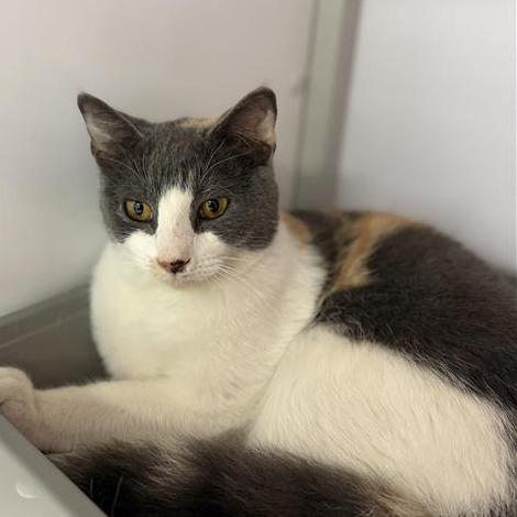 Enlarge Callie, a Adoptable Domestic Short Hair in Houston, TX image 3/4