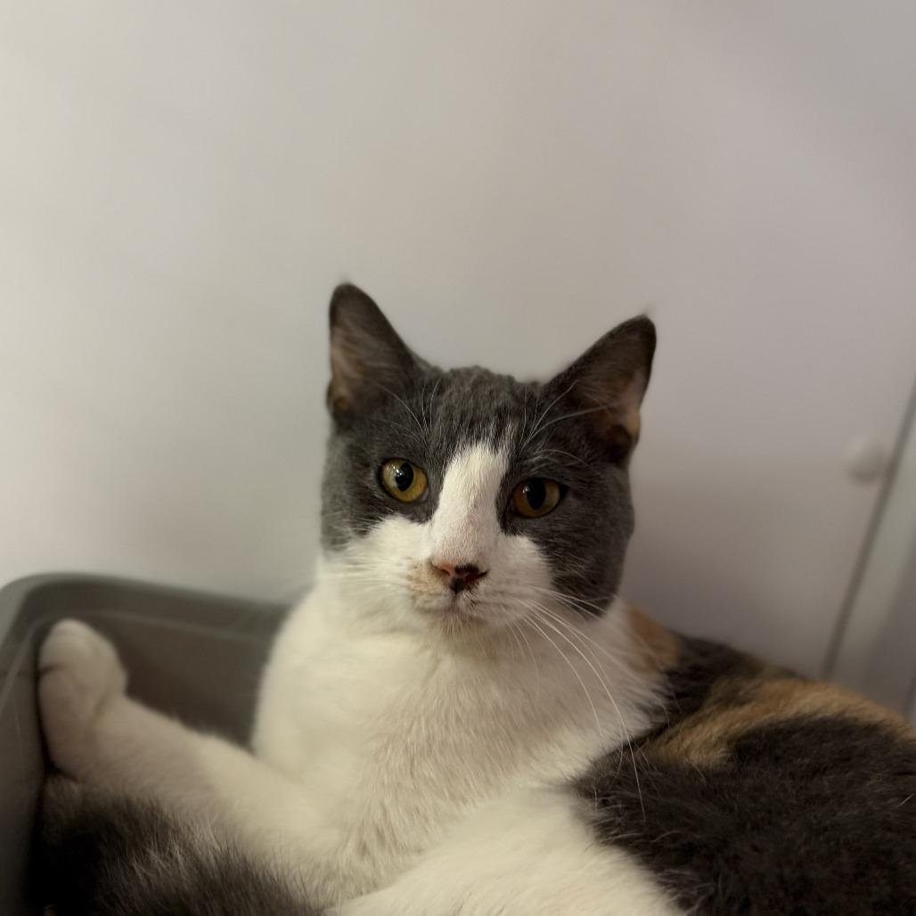 Enlarge Callie, a Adoptable Domestic Short Hair in Houston, TX image 4/4