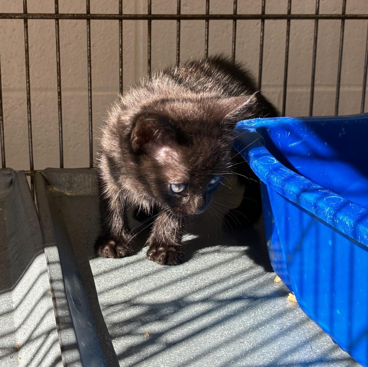 Enlarge Nyx and Jynx, a Adoptable mixed breed in King George, VA image 2/2