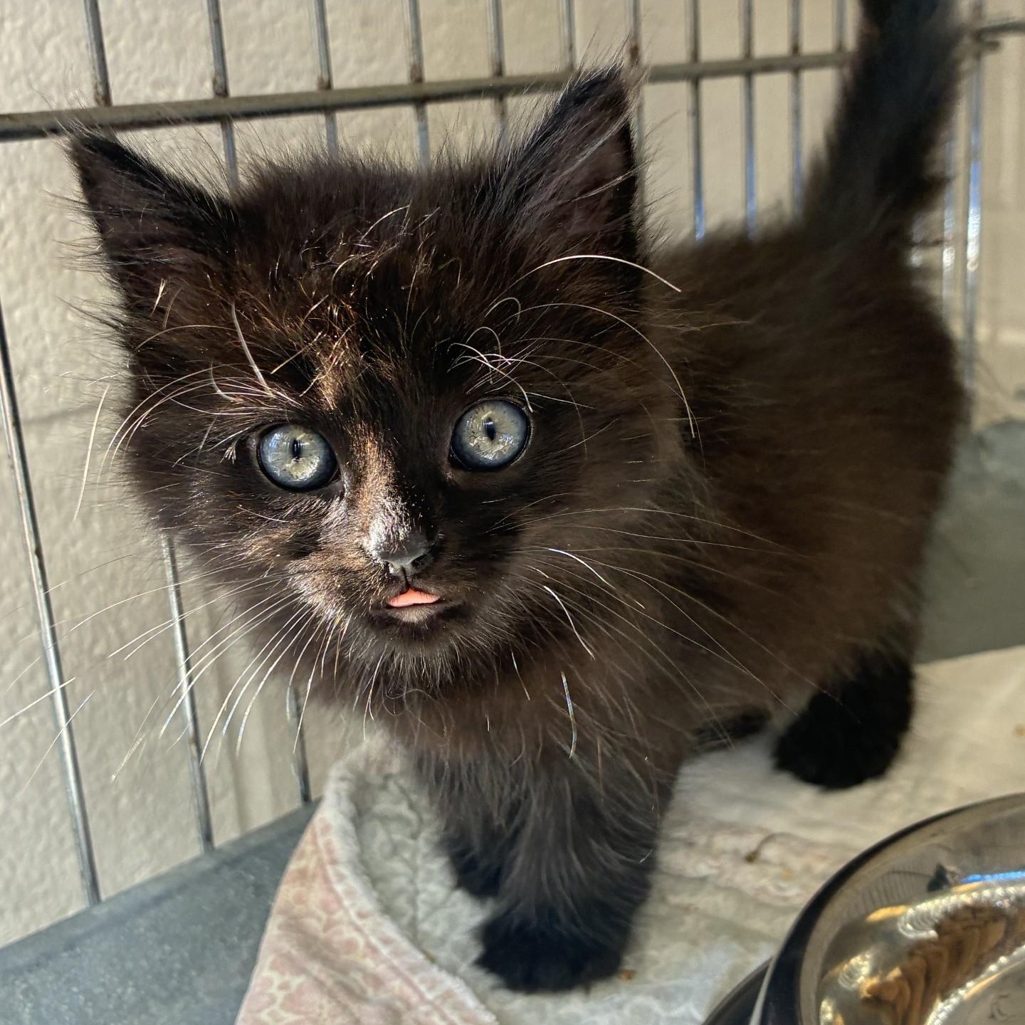 Nyx and Jynx, Adoptable, Young Male Domestic Short Hair & Domestic Long Hair.