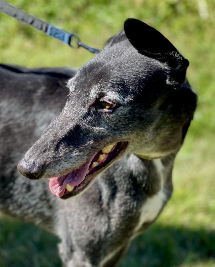 Enlarge Hopper (was Hope), a Adoptable Greyhound in Hopkinton, MA image 2/2