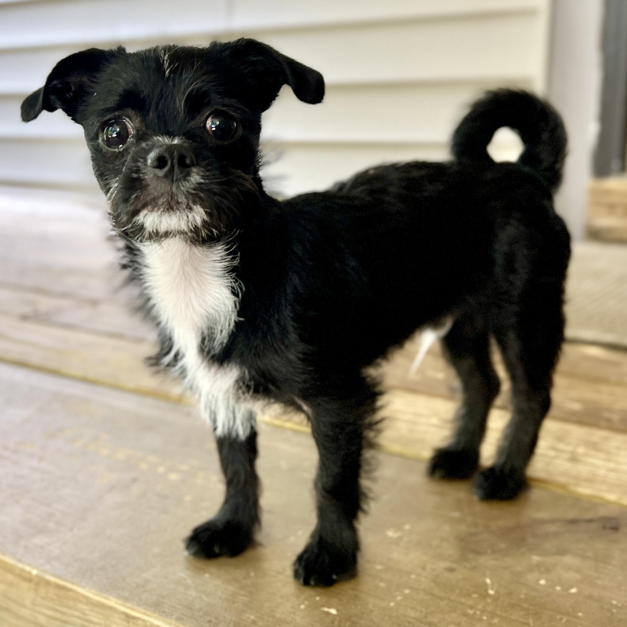 Enlarge Yeti, a ADOPTABLE mixed breed in High Point, NC image 3/6