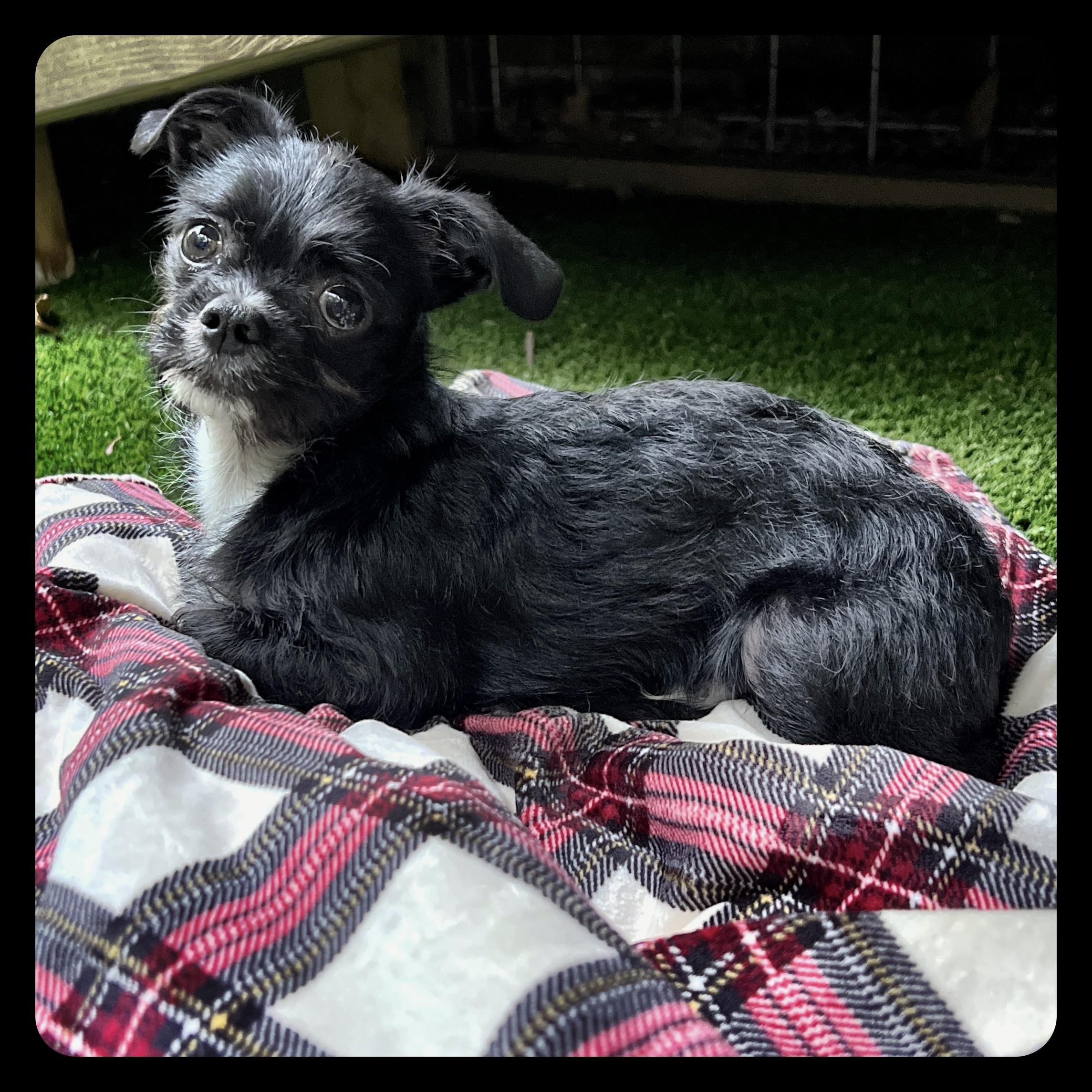 Enlarge Yeti, a ADOPTABLE mixed breed in High Point, NC image 5/6