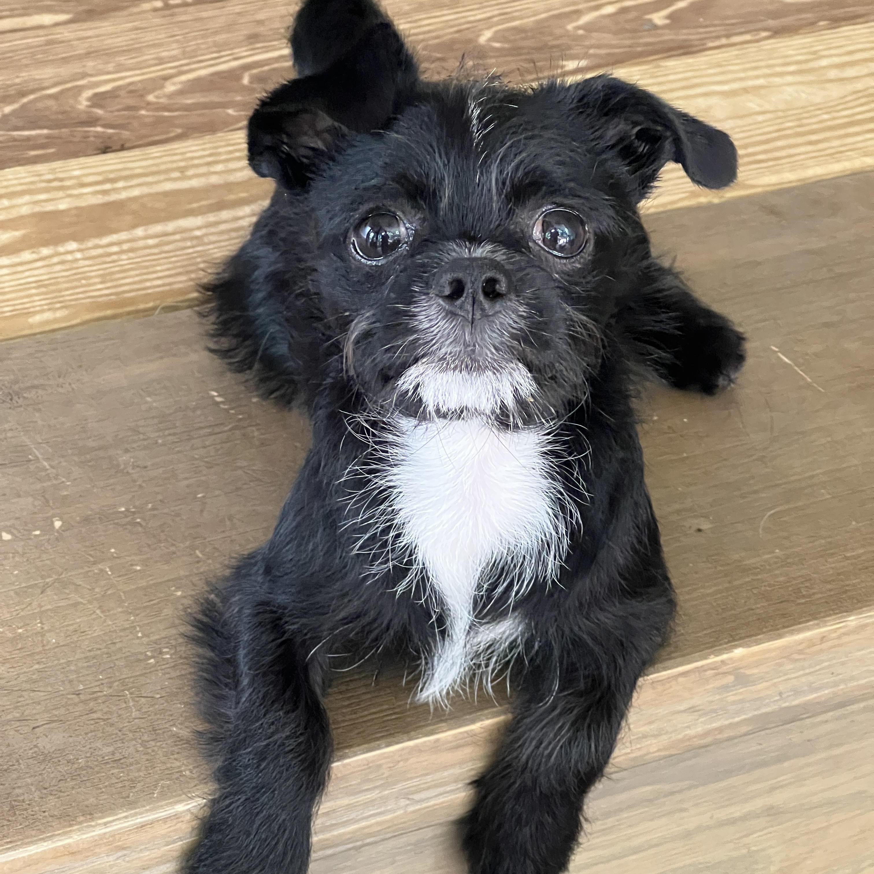 Enlarge Yeti (super adorable), an adopted mixed breed in High Point, NC image 5/6