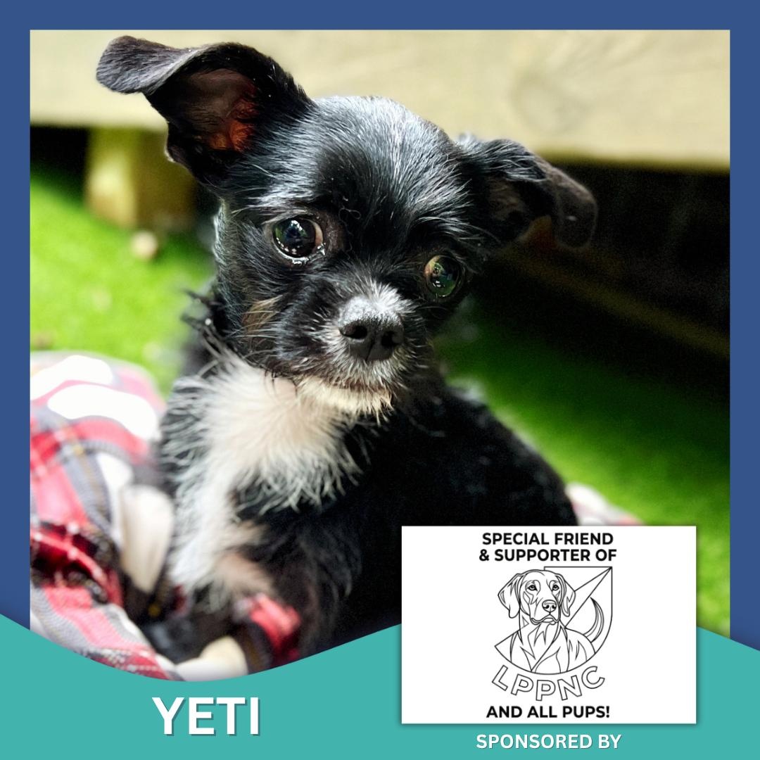 Yeti, ADOPTABLE, Puppy Male Shih Tzu & Terrier.