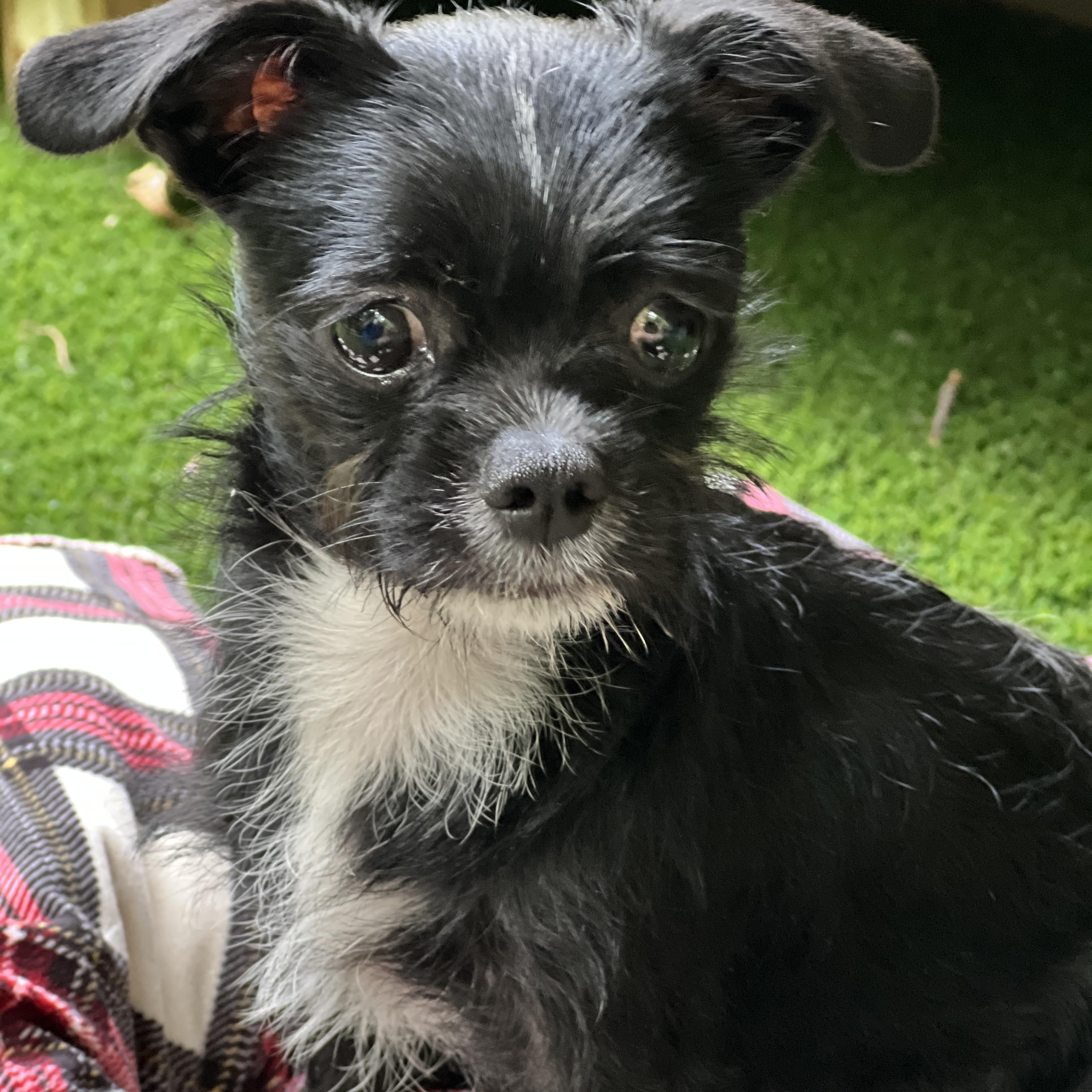 Enlarge Yeti, a ADOPTABLE mixed breed in High Point, NC image 2/6