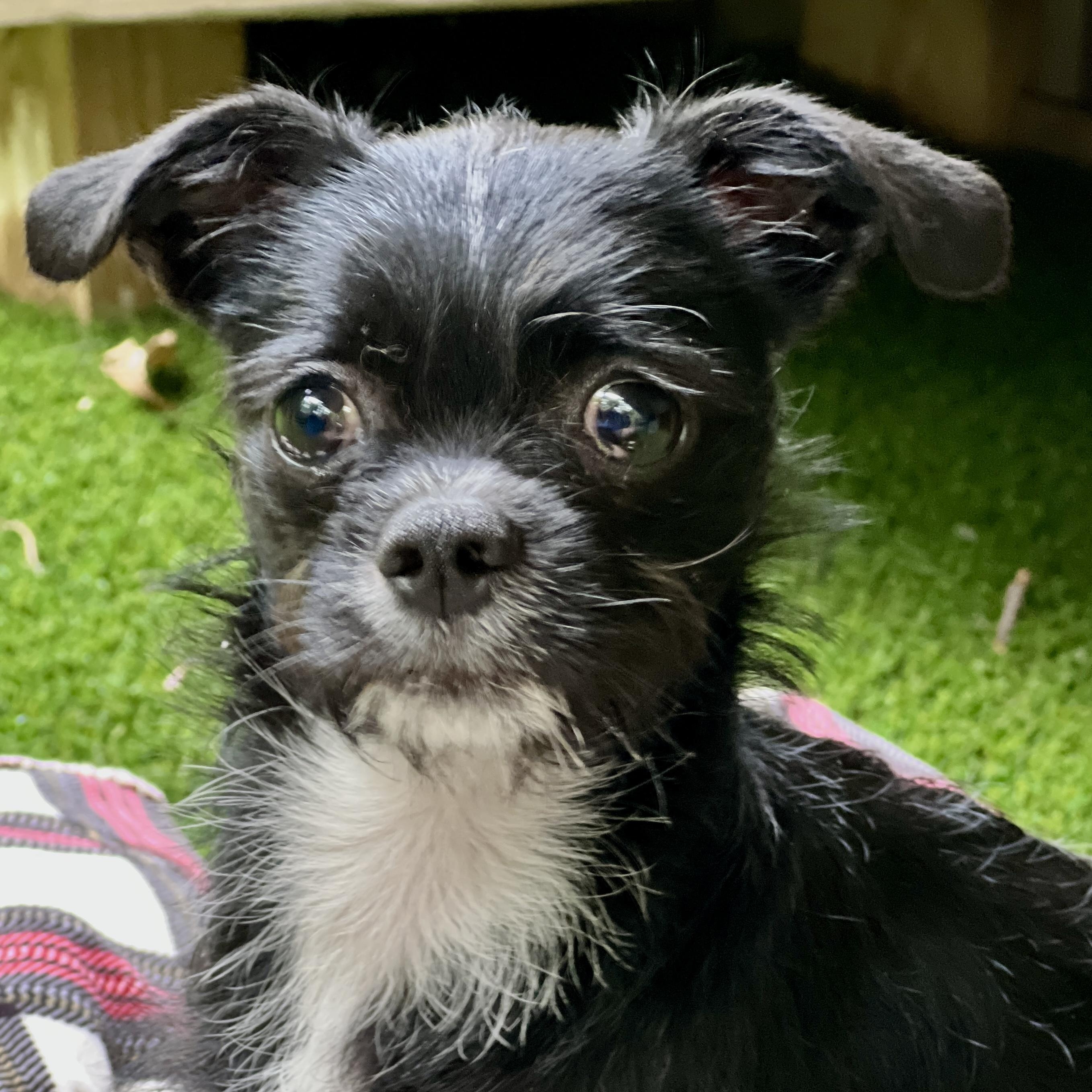 Enlarge Yeti, a ADOPTABLE mixed breed in High Point, NC image 6/6
