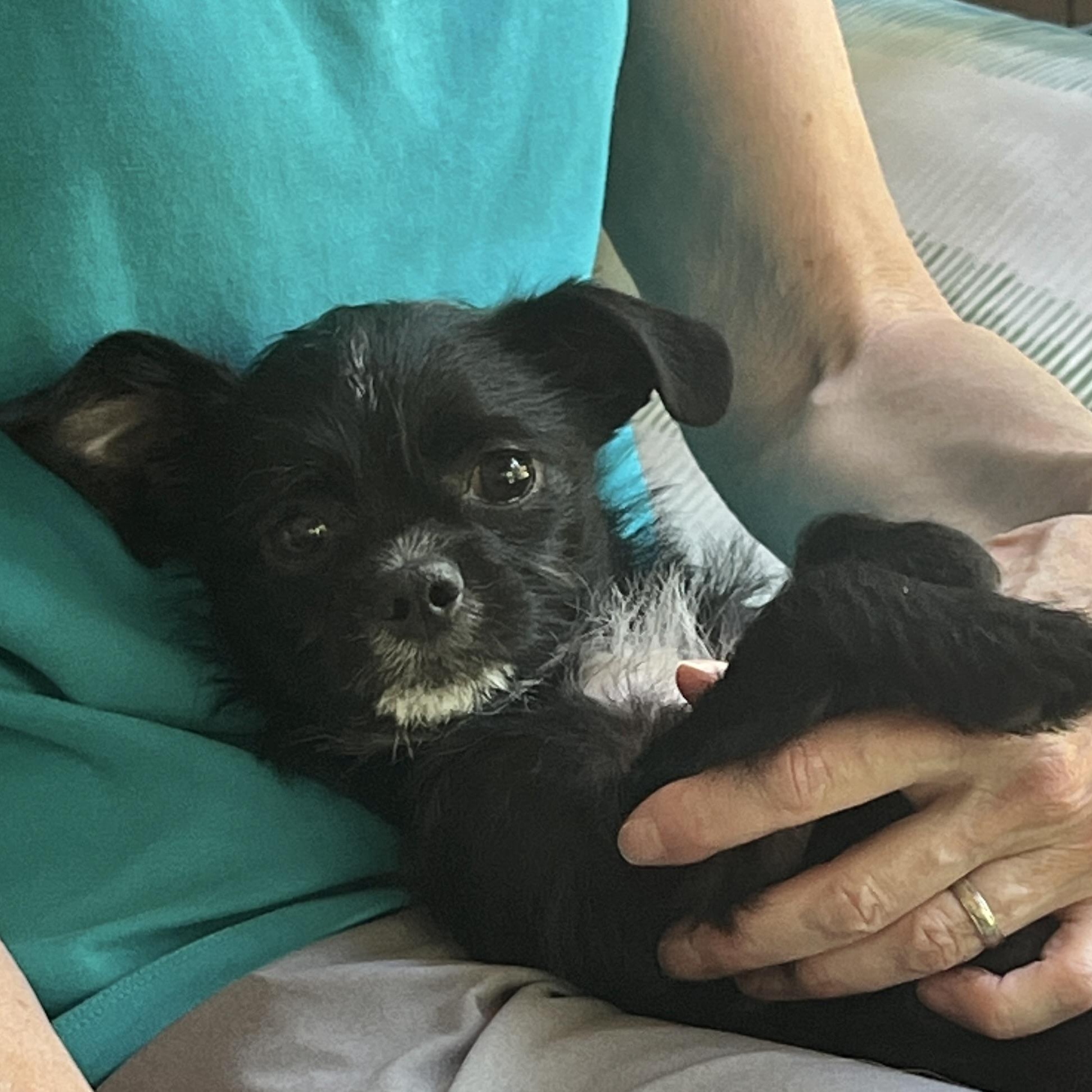 Enlarge Yeti (super adorable), an adopted mixed breed in High Point, NC image 4/6