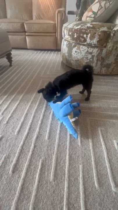 Enlarge Yeti (super adorable), an adopted mixed breed in High Point, NC video 6/6