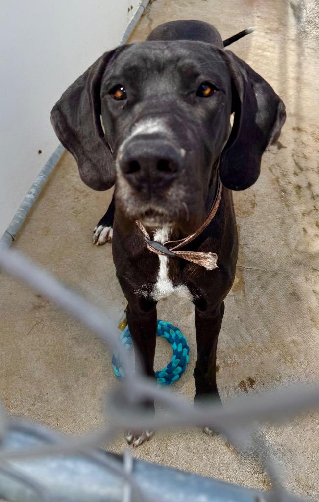 Athena, Adoptable, Young Female Great Dane.