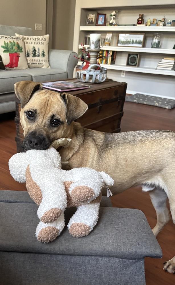 Dexter, a Adoptable mixed breed in Carrollton, VA image 1/5