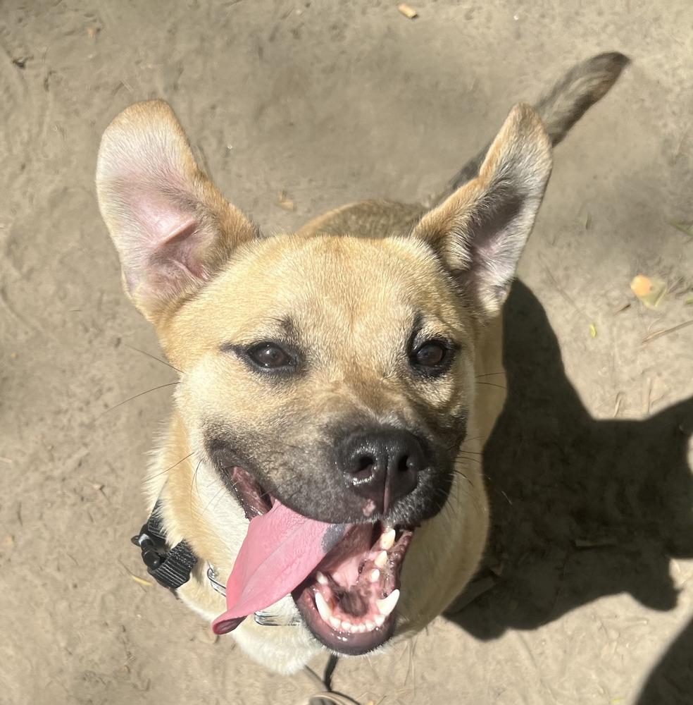 Dexter, a Adoptable mixed breed in Carrollton, VA image 2/5