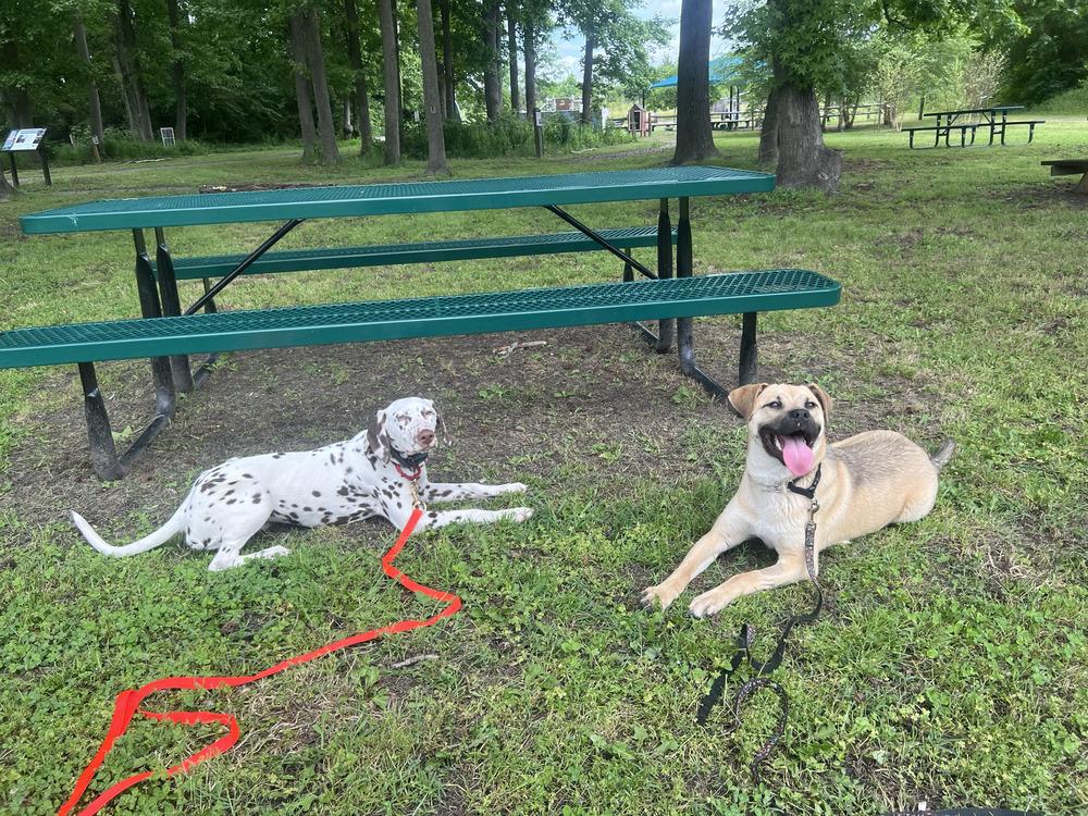 Dexter, a Adoptable mixed breed in Carrollton, VA image 3/5