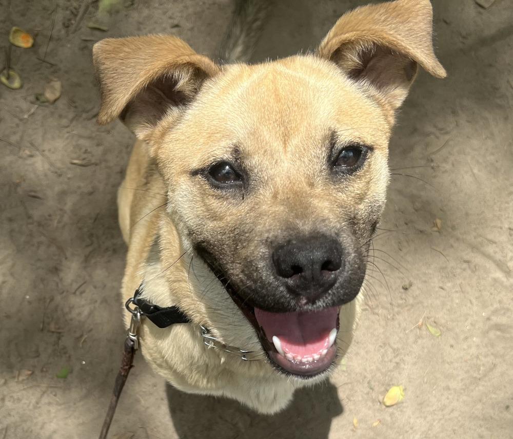 Dexter, a Adoptable mixed breed in Carrollton, VA image 4/5