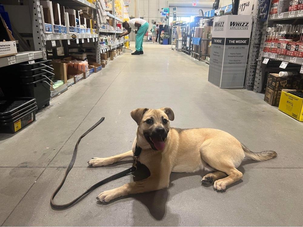 Dexter, a Adoptable mixed breed in Carrollton, VA image 5/5