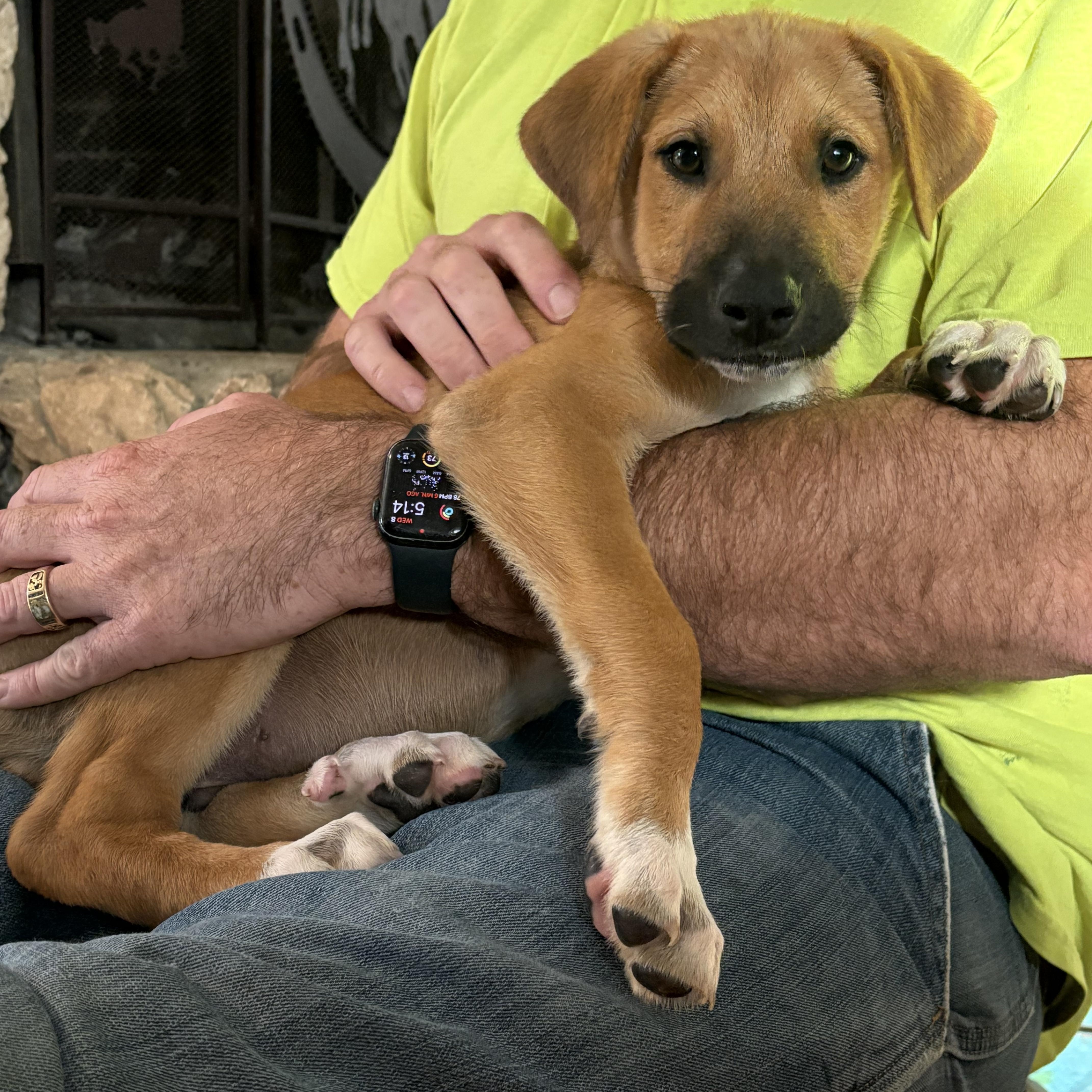 Rocky, adopted, Puppy Male Boxer & Airedale Terrier.
