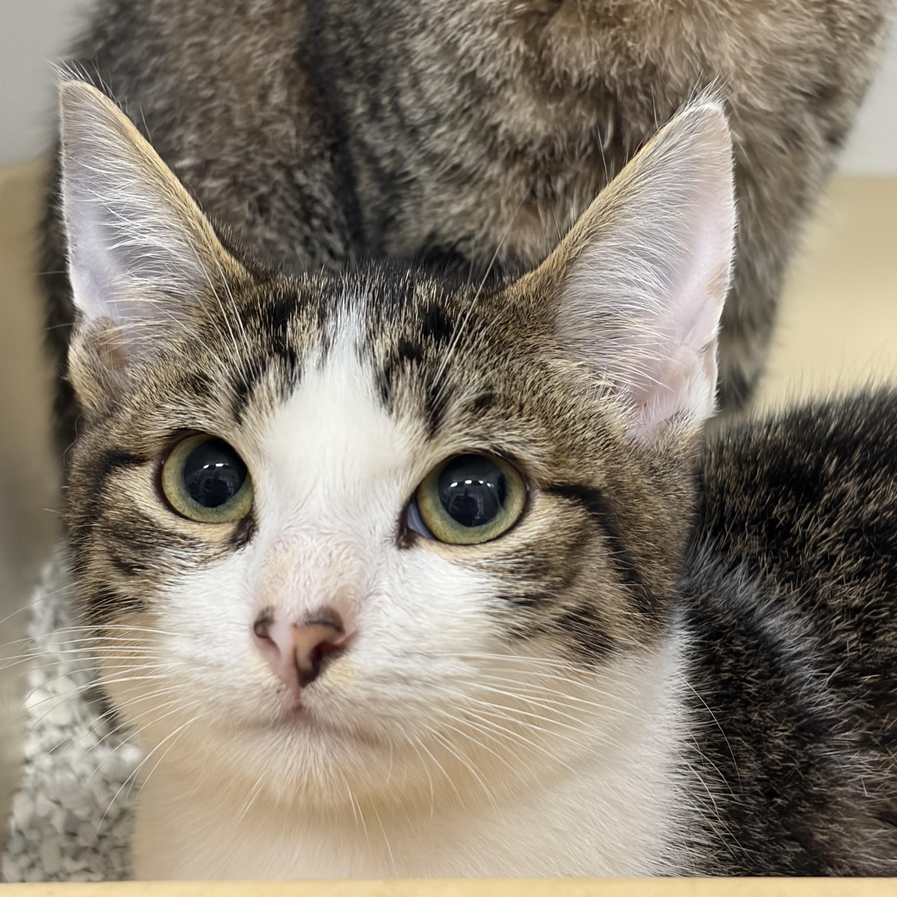 Kitten 5, ADOPTABLE, Young Male Domestic Short Hair.