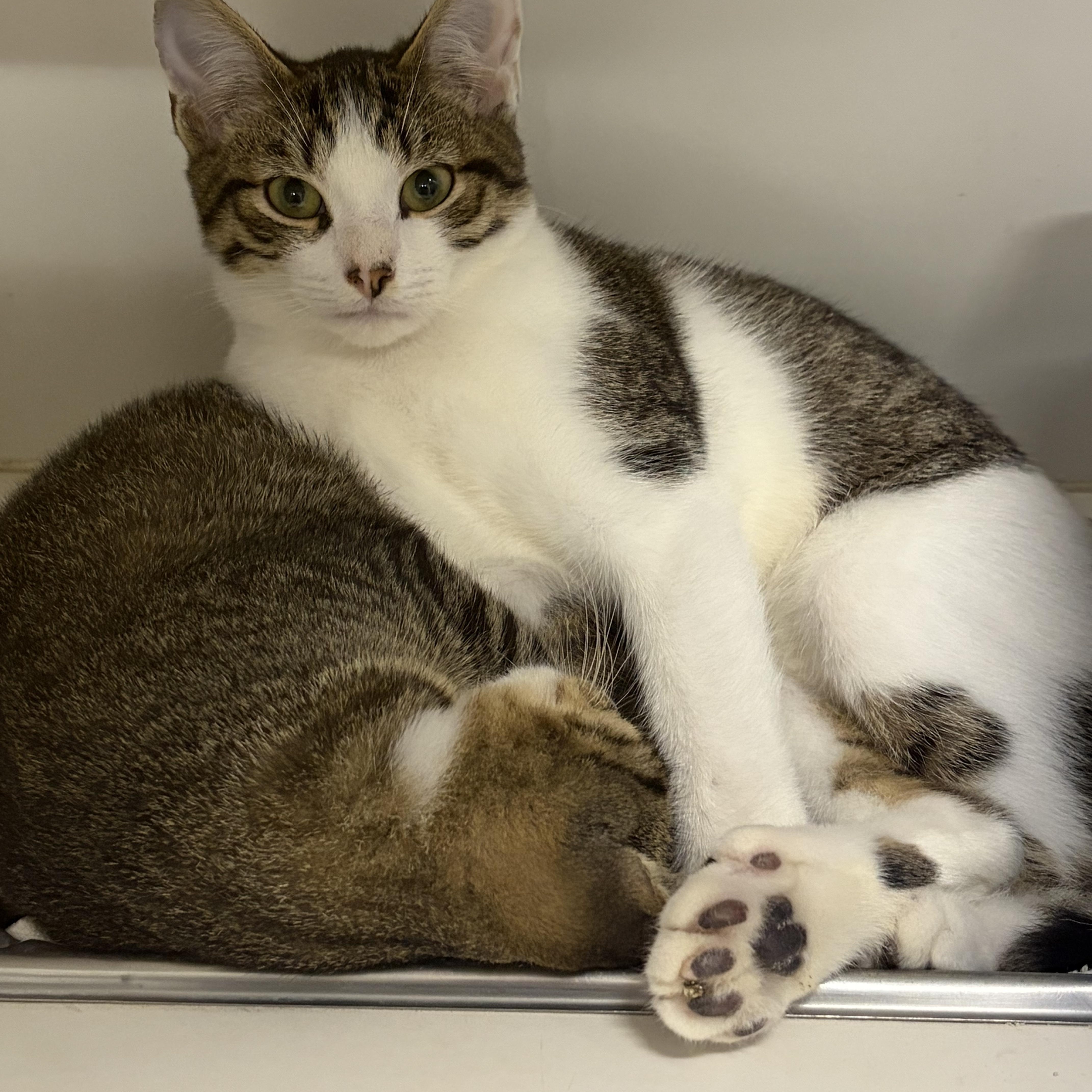 Enlarge Thomas, an adopted Domestic Short Hair in Mansfield, CT image 1/3