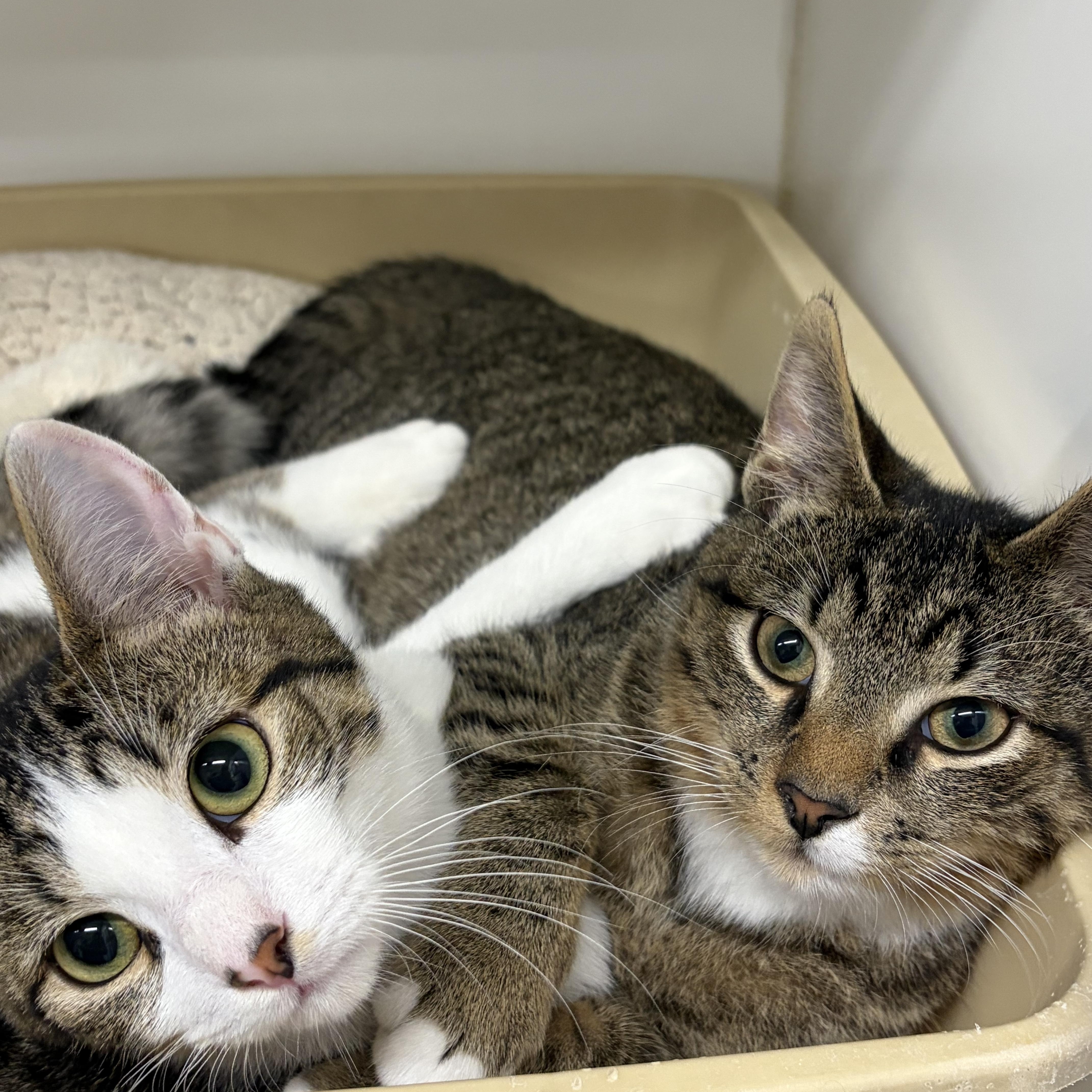 Enlarge Thomas, an adopted Domestic Short Hair in Mansfield, CT image 3/3