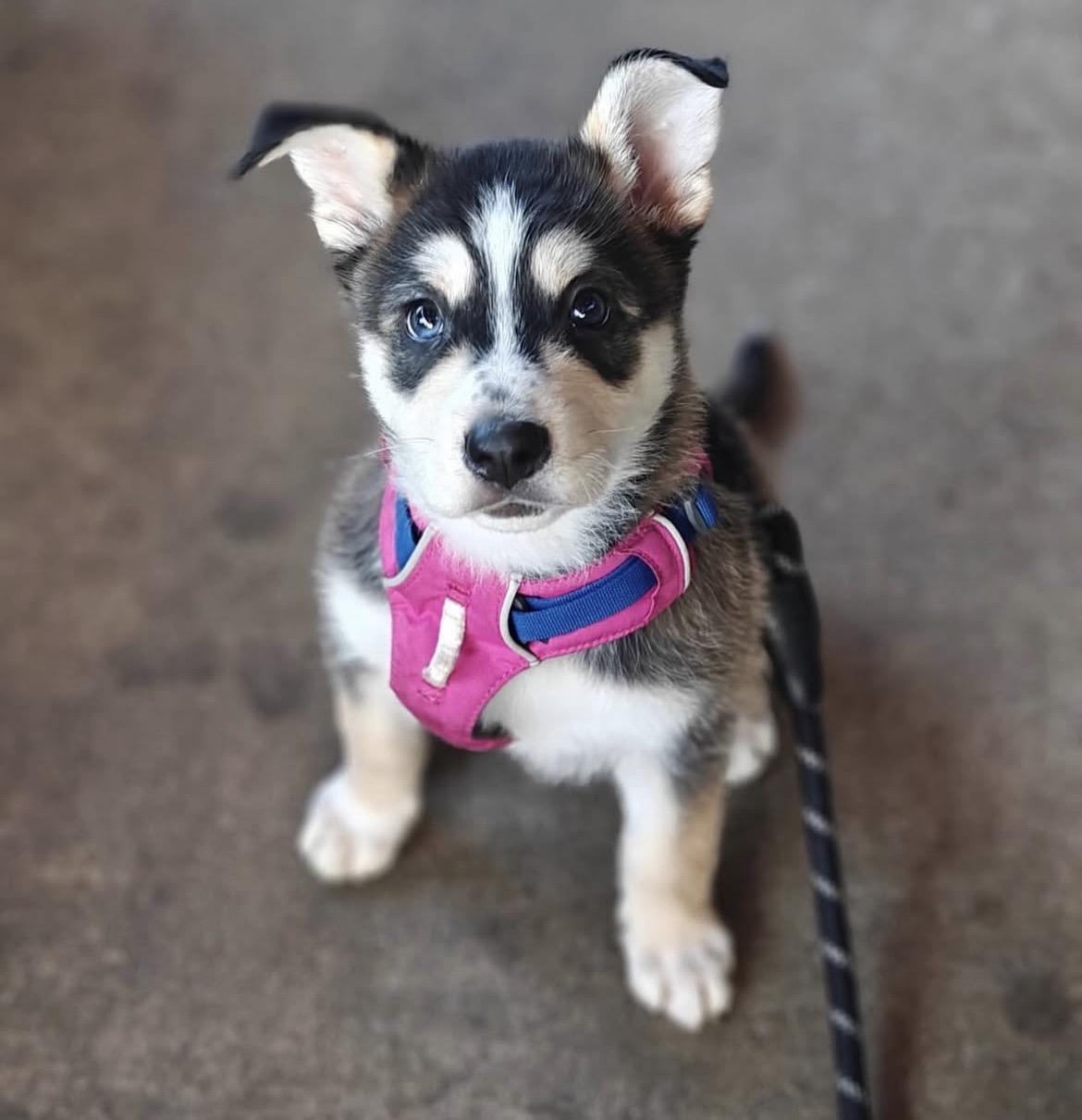 Lizard, adopted, Puppy Male Terrier.