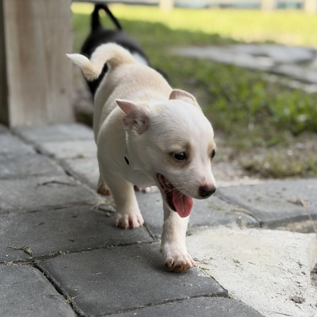 LEXI, Adoptable, Puppy Female Corgi.