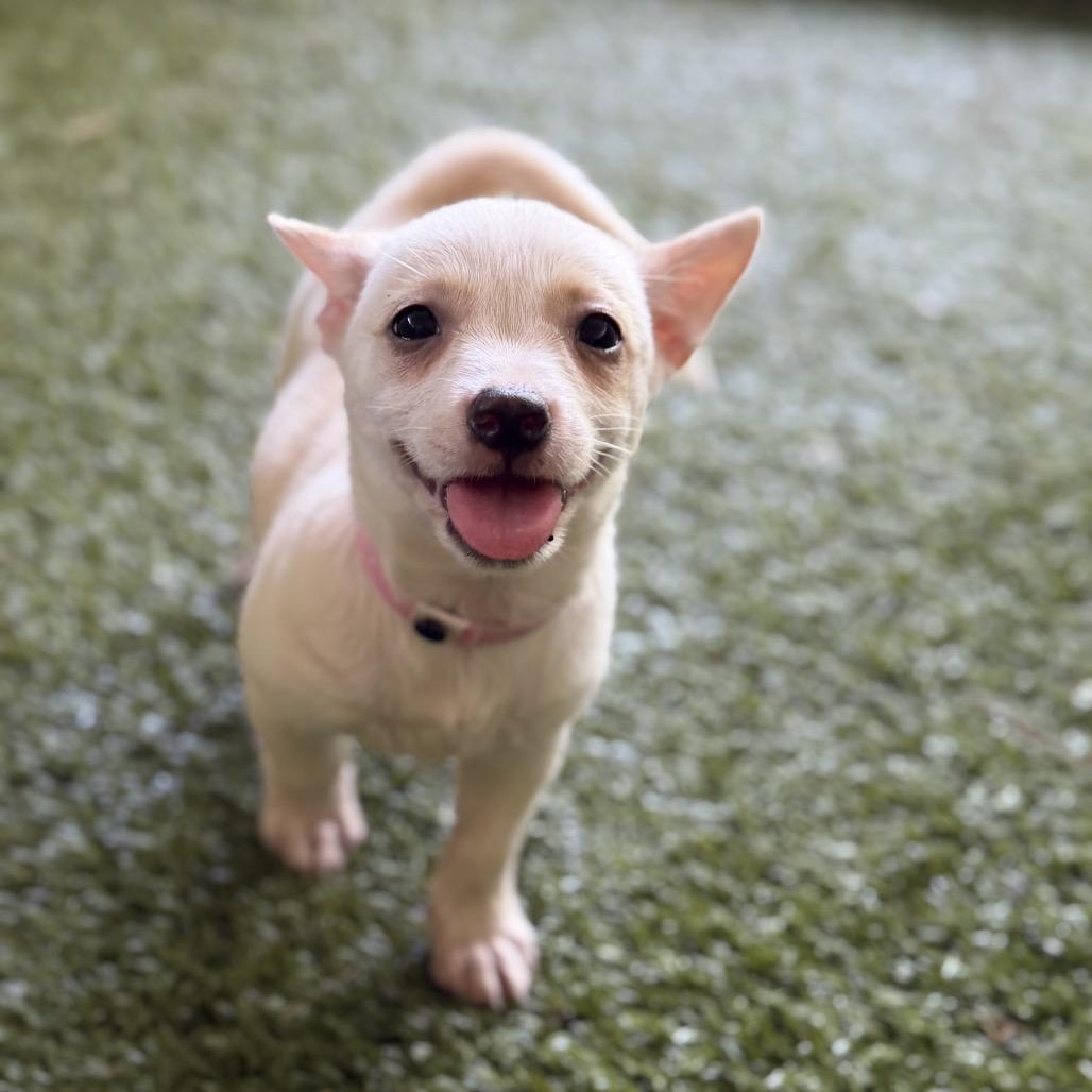 LEXI, a Adoptable Corgi in Wellington, FL image 2/3